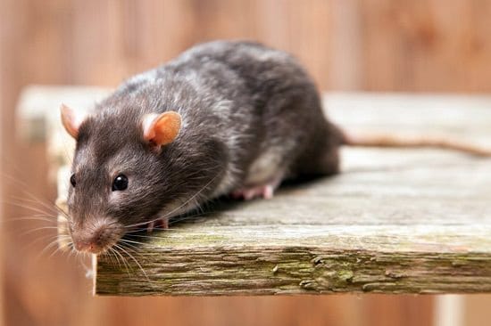 Does Ammonia Kill Rats 4
