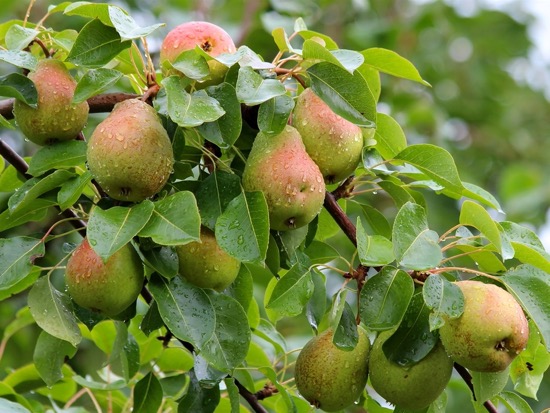 Uses of Pear Leaves 