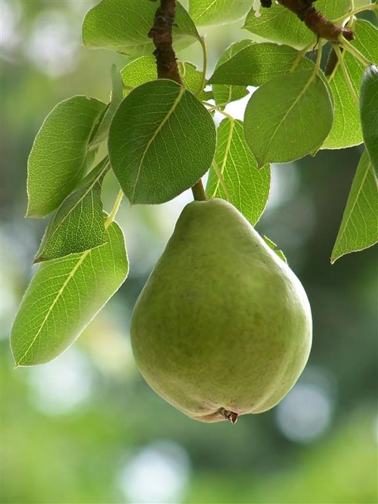 Uses of Pear Leaves 2