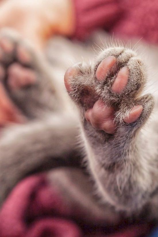 Pododermatitis in Cats Pillow Foot in Cats ⋆ Helth