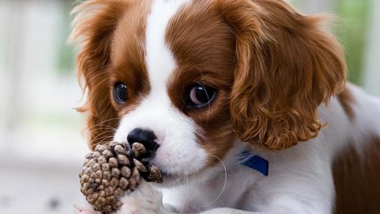Can Dogs Eat Pine Cones1