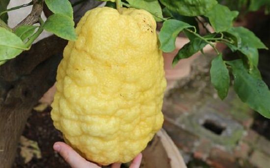 Bijora Fruit for Kidney Stones1