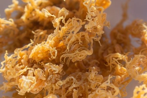 Elderberry Sea Moss Benefits with Ginger1