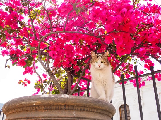 Is Bougainvillea Poisonous to Cats2