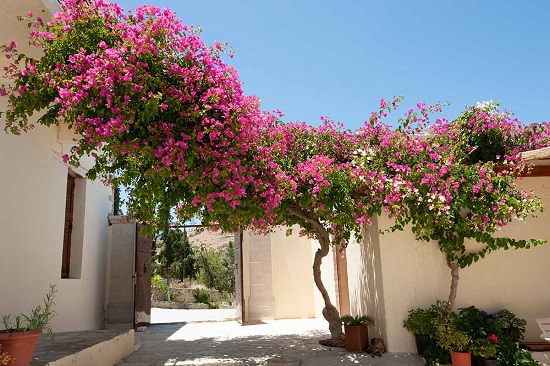 Is Bougainvillea Poisonous to Cats1